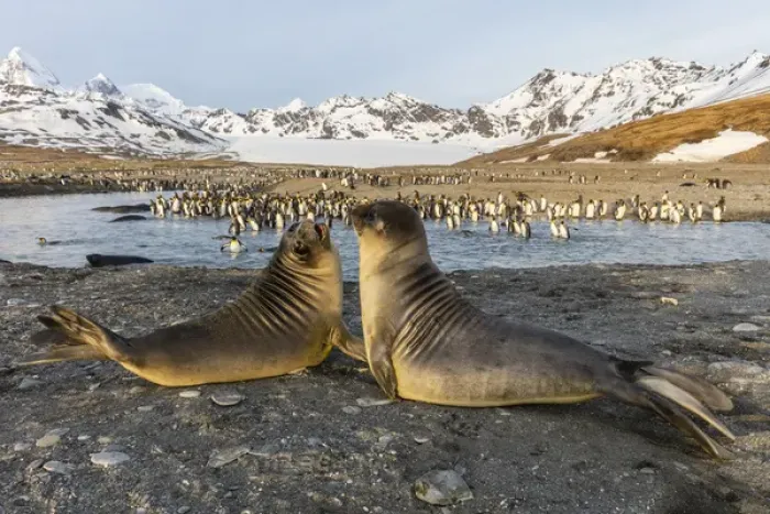 Framed Print : South Georgia Island, St. Andrews Bay. Elephant seal pups in front of king penguins Framed Print : South Georgia Island, St. Andrews Bay. Elephant seal pups in front of king penguins