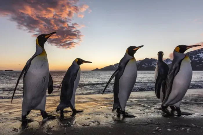 Framed Print : South Georgia Island, St. Andrews Bay. King penguins emerge from water at sunrise