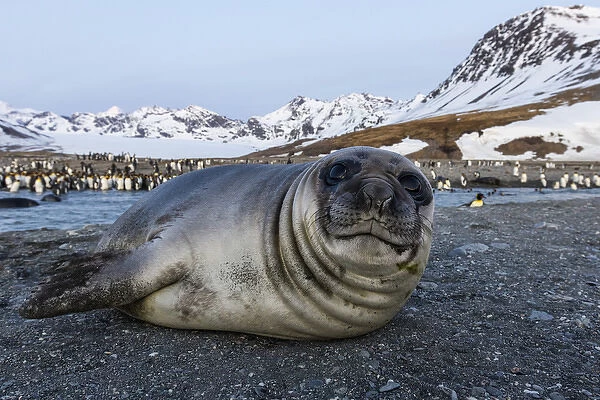 South Georgia Island, St. Andrews Bay. Close-up of elephant seal pup on beach