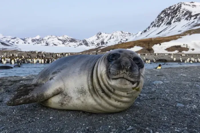 Framed Print : South Georgia Island, St. Andrews Bay. Close-up of elephant seal pup on beach Framed Print : South Georgia Island, St. Andrews Bay. Close-up of elephant seal pup on beach