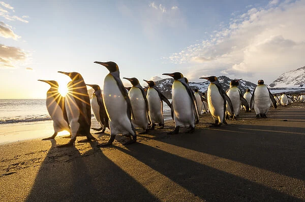 South Georgia Island, St. Andrews Bay. King penguins walk on beach at sunrise