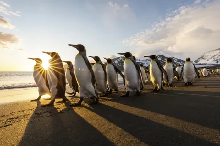 Framed Print : South Georgia Island, St. Andrews Bay. King penguins walk on beach at sunrise