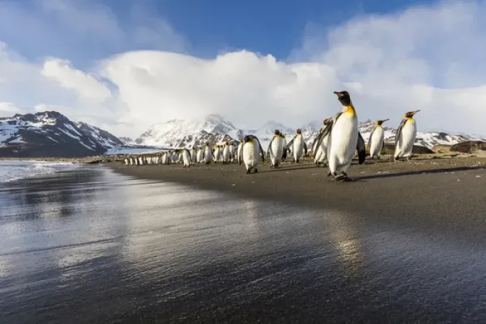 Framed Print : South Georgia Island, St. Andrews Bay. King penguins walk on beach at sunrise