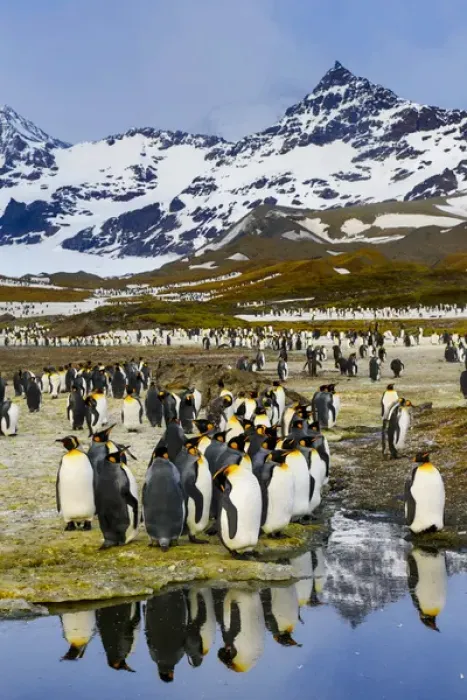Framed Print : South Georgia Island, St. Andrews Bay, King Penguins Framed Print : South Georgia Island, St. Andrews Bay, King Penguins