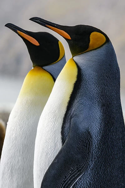 South Georgia Island, St. Andrews Bay. King penguins