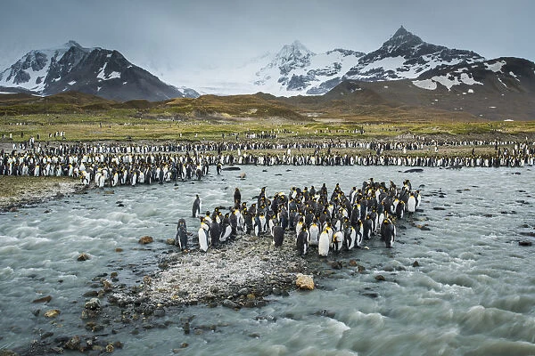 South Georgia Island, St. Andrews Bay. King penguins and glacial meltwater stream