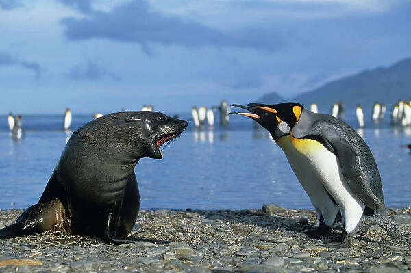 South Georgia Island, St. Andrews Bay, King Penguins (Aptenodytes patagonicus)