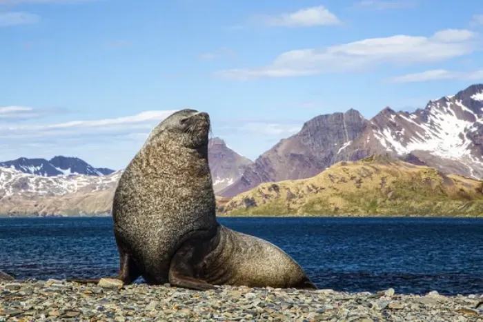 Framed Print : South Georgia Island, Stromness Bay, Fur Seal Framed Print : South Georgia Island, Stromness Bay, Fur Seal