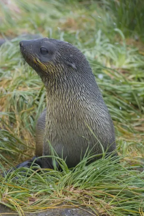 Framed Print : South Georgia. Prion Island. Antarctic fur seal (Arctocephalus gazella) in the tussock