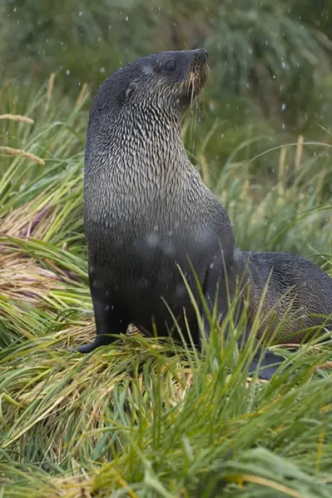 Framed Print : South Georgia. Prion Island. Antarctic fur seal (Arctocephalus gazella) in the tussock
