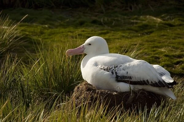 South Georgia, Prion Island. Wandering albatross (Diomedea exulans) nesting in tussac grass