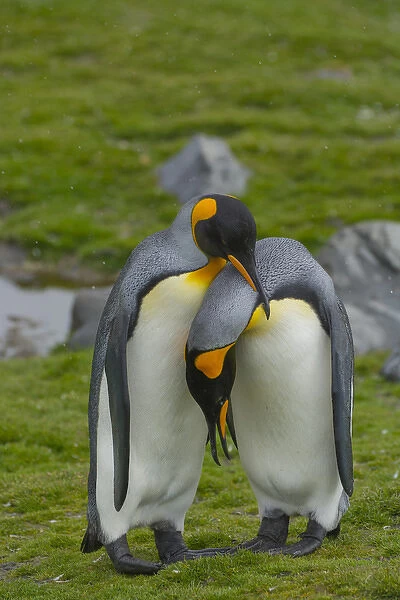 South Georgia. Saint Andrews. King penguin (Aptenodytes patagonicus). Courtship display