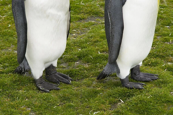 South Georgia. Saint Andrews. King penguin (Aptenodytes patagonicus) feet