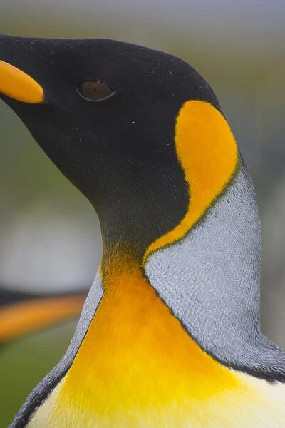 South Georgia. Saint Andrews. King penguin (Aptenodytes patagonicus)