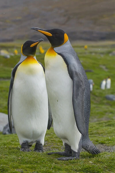 South Georgia. Saint Andrews. King penguin (Aptenodytes patagonicus) mated pair