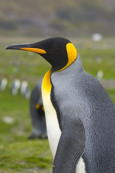 South Georgia. Saint Andrews. King penguin (Aptenodytes patagonicus)