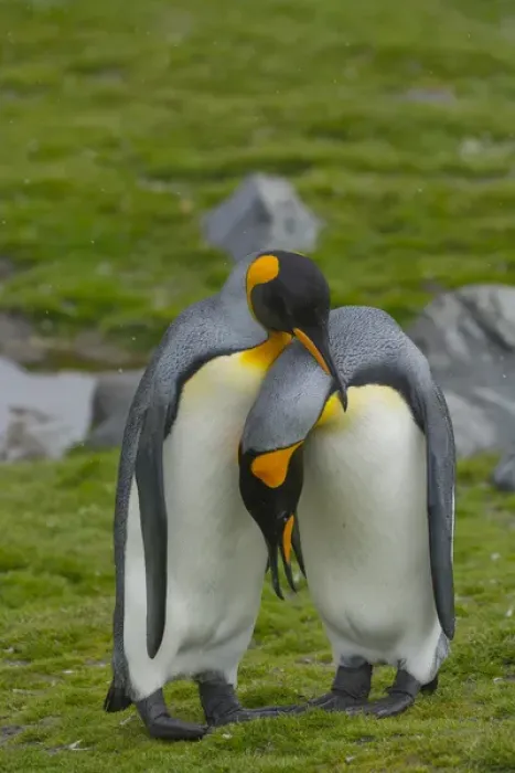 Framed Print : South Georgia. Saint Andrews. King penguin (Aptenodytes patagonicus). Courtship display