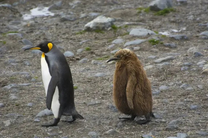 Framed Print : South Georgia. Saint Andrews. King penguin (Aptenodytes patagonicus) their chick