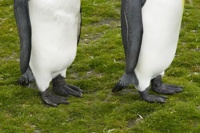 Framed Print : South Georgia. Saint Andrews. King penguin (Aptenodytes patagonicus) feet Framed Print : South Georgia. Saint Andrews. King penguin (Aptenodytes patagonicus) feet