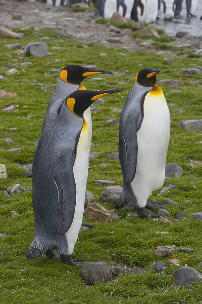 South Georgia. Saint Andrews. King penguins (Aptenodytes patagonicus)