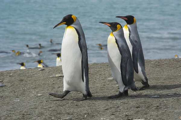 South Georgia. Saint Andrews. King penguins on the beach