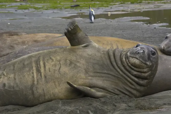 Framed Print : South Georgia. Saint Andrews. Southern elephant seals (Mirounga leonina)