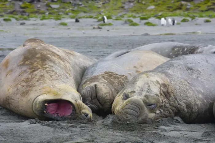 Framed Print : South Georgia. Saint Andrews. Southern elephant seals (Mirounga leonina) Framed Print : South Georgia. Saint Andrews. Southern elephant seals (Mirounga leonina)