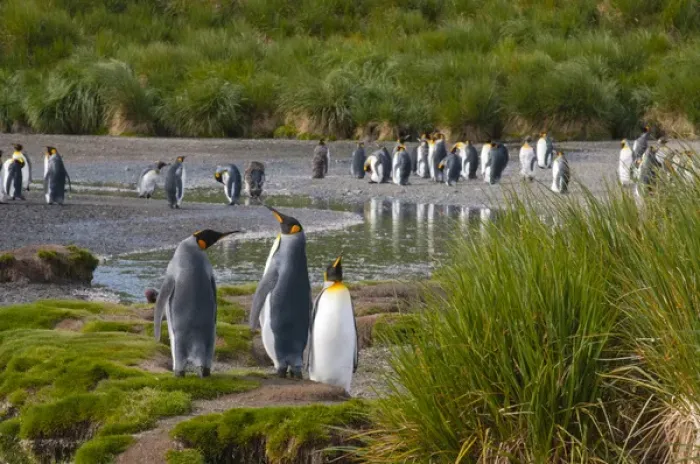 Framed Print : South Georgia. Salisbury Plain. King penguins (Aptenodytes patagonicus) colony