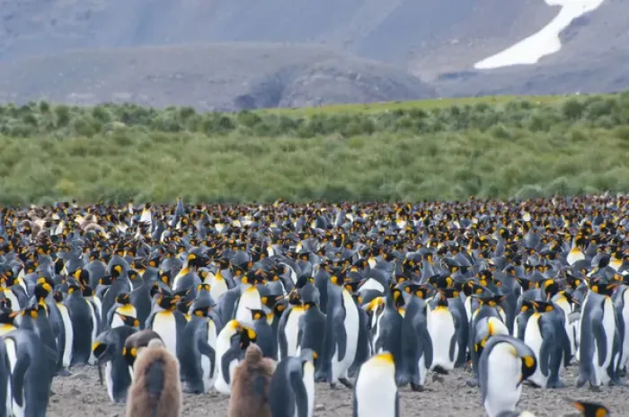 Framed Print : South Georgia. Salisbury Plain. King penguins (Aptenodytes patagonicus) colony