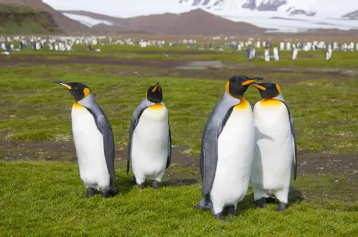 Framed Print : South Georgia. Salisbury Plain. King penguins (Aptenodytes patagonicus)
