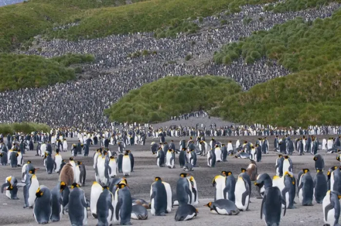 Framed Print : South Georgia. Salisbury Plain. King penguins (Aptenodytes patagonicus) colony Framed Print : South Georgia. Salisbury Plain. King penguins (Aptenodytes patagonicus) colony