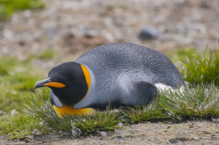 Framed Print : South Georgia. Salisbury Plain. King penguin (Aptenodytes patagonicus)