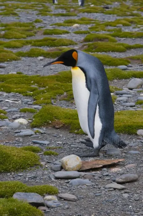 Framed Print : South Georgia. Salisbury Plain. King penguins (Aptenodytes patagonicus)