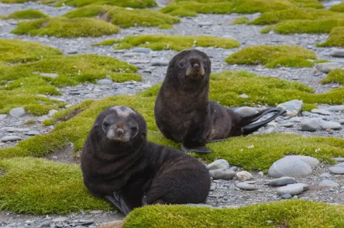 Framed Print : South Georgia. Salisbury Plain. Antarctic fur seal (Arctocephalus gazella) pups Framed Print : South Georgia. Salisbury Plain. Antarctic fur seal (Arctocephalus gazella) pups