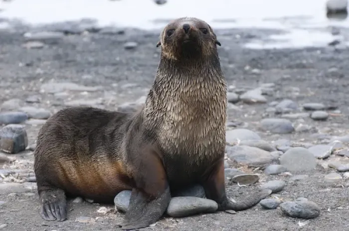 Framed Print : South Georgia. Salisbury Plain. Antarctic fur seal (Arctocephalus gazella) pup