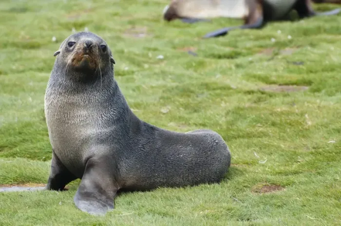 Framed Print : South Georgia. Salisbury Plain. Antarctic fur seal (Arctocephalus gazella) pup