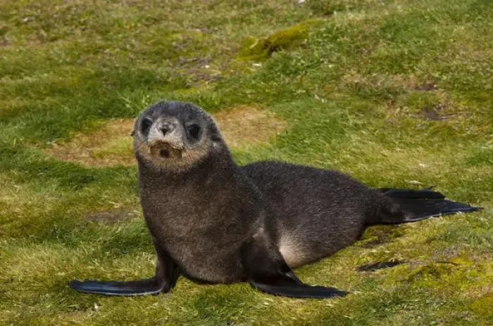 Framed Print : South Georgia. Salisbury Plain. Antarctic fur seal (Arctocephalus gazella) pup