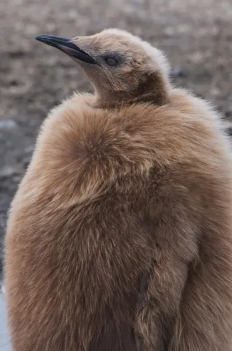 Framed Print : South Georgia. Salisbury Plain. King penguins (Aptenodytes patagonicus) chick with