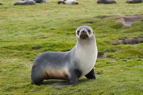 South Georgia. Salisbury Plain. Antarctic fur seal (Arctocephalus gazella) standing
