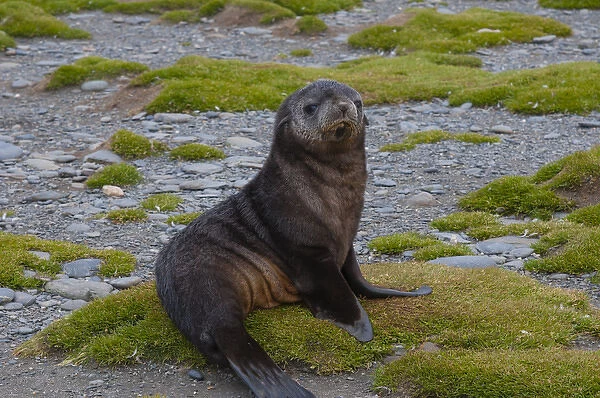 South Georgia. Salisbury Plain. Antarctic fur seal (Arctocephalus gazella) pup