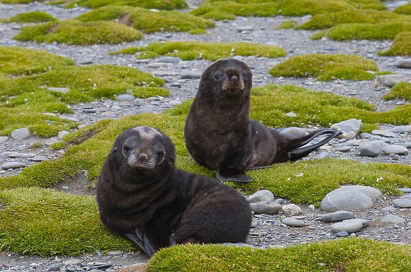South Georgia. Salisbury Plain. Antarctic fur seal (Arctocephalus gazella) pups