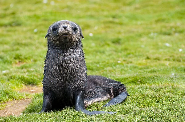 South Georgia. Salisbury Plain. Antarctic fur seal (Arctocephalus gazella) pup