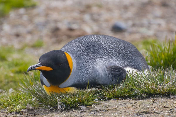 South Georgia. Salisbury Plain. King penguin (Aptenodytes patagonicus)