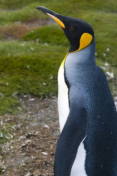 South Georgia. Salisbury Plain. King penguins (Aptenodytes patagonicus)