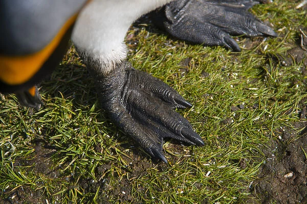 South Georgia. Salisbury Plain. King penguins (Aptenodytes patagonicus) feet