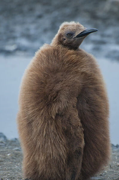 South Georgia. Salisbury Plain. King penguins (Aptenodytes patagonicus) chick with