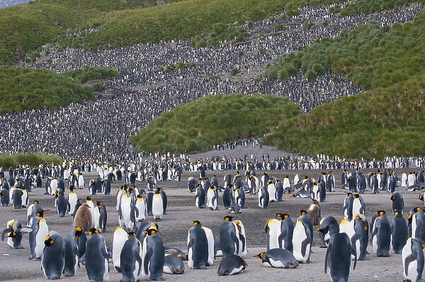 South Georgia. Salisbury Plain. King penguins (Aptenodytes patagonicus) colony
