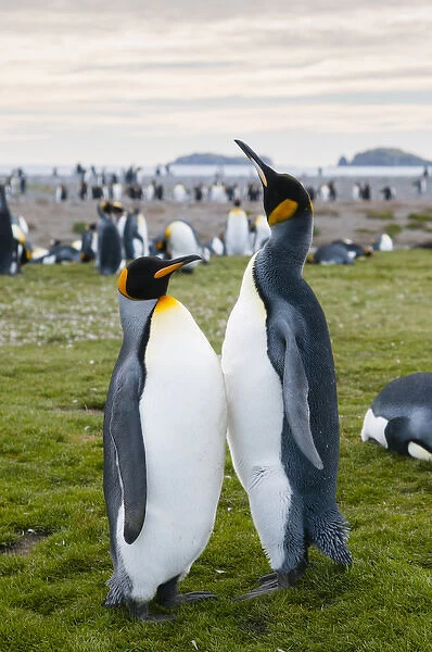 South Georgia. Salisbury Plain. King penguins (Aptenodytes patagonicus)