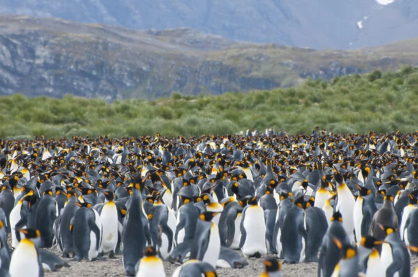 South Georgia. Salisbury Plain. King penguins (Aptenodytes patagonicus) colony
