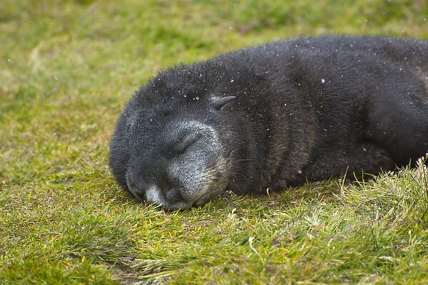 South Georgia. Stromness. Antarctic fur seal (Arctocephalus gazella) pup sleeping
